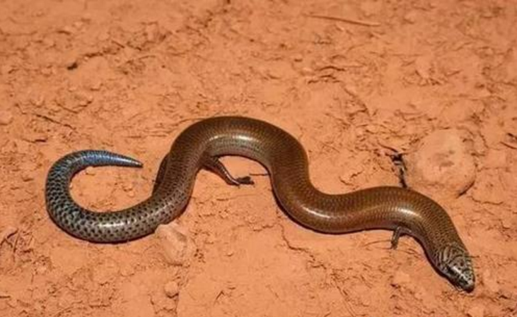 【科学家】一个神奇的物种，既能生蛋又能生仔，科学家：人类正在见证进化！