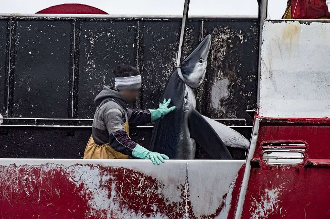 鲨鱼 制新冠疫苗要杀50万头鲨鱼？鲨鱼：我真的太难了...