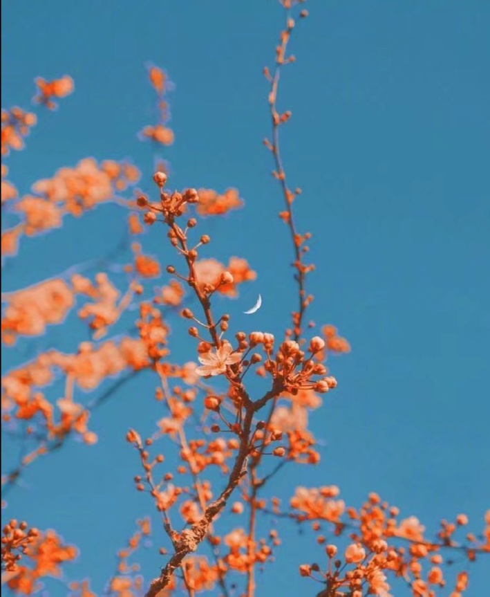 【生肖】花心但从不滥情的4大星座，于茫茫人海中，寻找唯一之灵魂伴侣