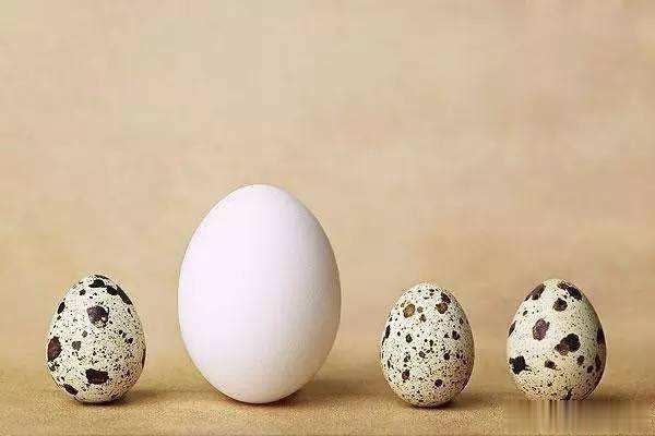 鸡蛋|为什么说宁可吃一枚鸡蛋，也不吃六枚鹌鹑蛋？