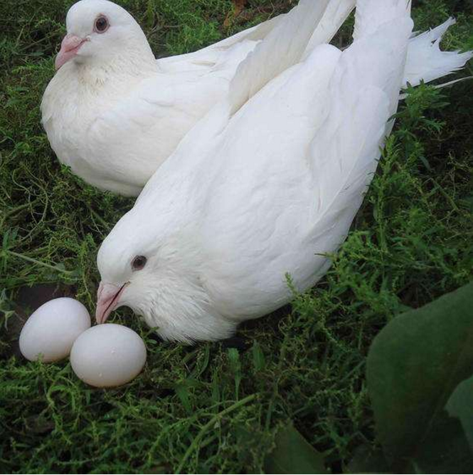 【科学家】一个神奇的物种，既能生蛋又能生仔，科学家：人类正在见证进化！