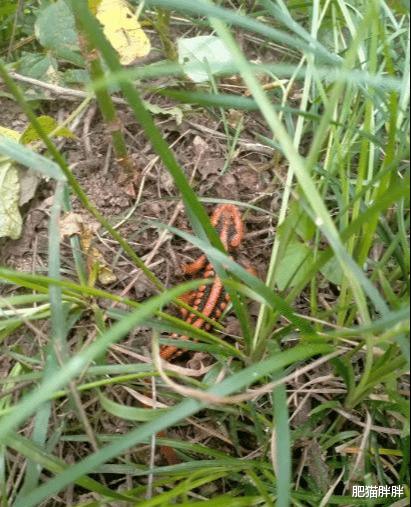 耳机|工地里捡的耳机，连喇叭都没有，为啥有人出价4位数想收购？