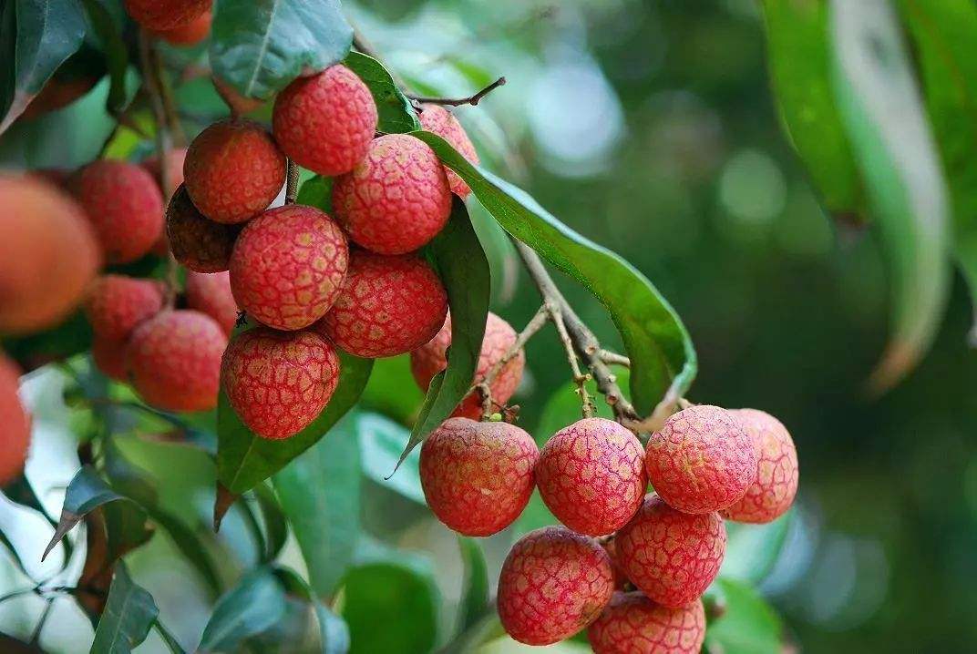 水果|5种被拉入“黑名单”的水果，尤其第2个，聪明人从来不吃