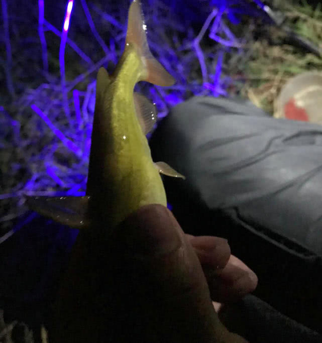 『』打死一条来一条，男子夜钓连打五条大蛇，网友：太残忍