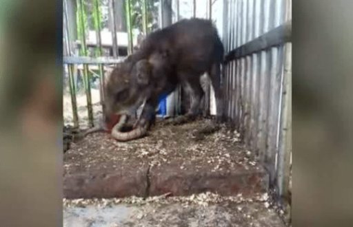 毒蛇：猪是蛇的克星？在人类眼里非常蠢笨的猪，为何不怕毒蛇？