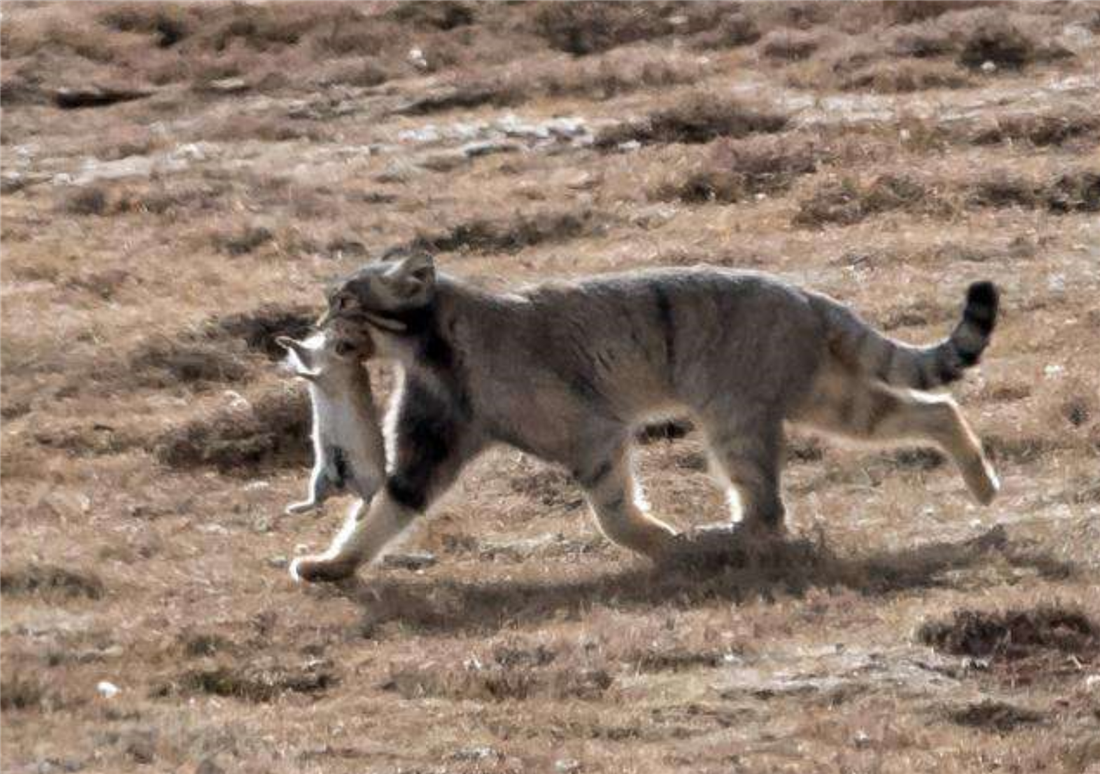 猞猁|这野兽真可怜！常被黄鼬咬断脖子，豹叼它喂幼崽，猞猁靠它过日子