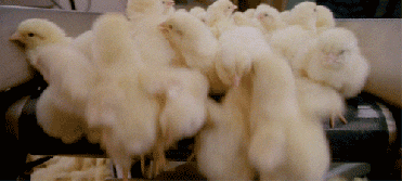 残酷的事实!世界每年有70亿只小鸡被绞碎,然后做成了猫粮