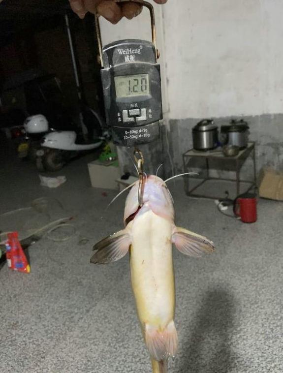 郴州|郴州钓鱼人湘江钓起“老黄辣丁”,重1.2斤,近年来罕见