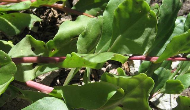 美容|?对身体很好的3种食物，值得吃一些，调经补血，淡斑美容