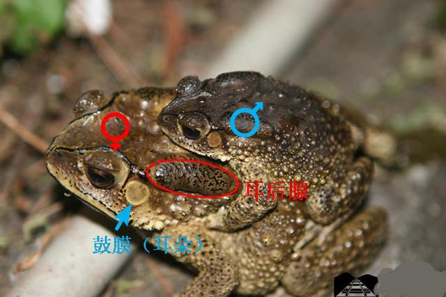 科学家|最恐怖的毒蛇：钻入猎物活体内开始吞噬，吃完内脏时外表还完好