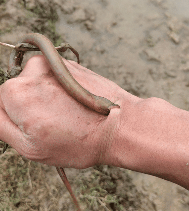 “本想放生你,结果被反咬一口,大哥的操作也太直接了吧!”