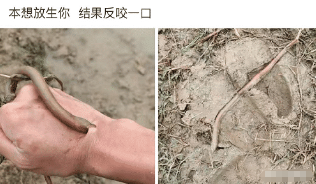 “本想放生你,结果被反咬一口,大哥的操作也太直接了吧!”