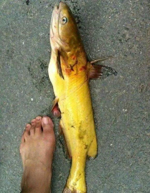 郴州|郴州钓鱼人湘江钓起“老黄辣丁”,重1.2斤,近年来罕见