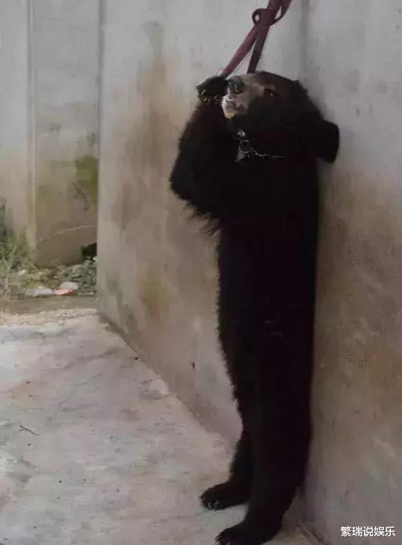 让人类羞耻的30张图