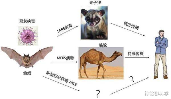 毒王蝙蝠，随身携带100多种病毒却不发作。原来它一直在“发烧”