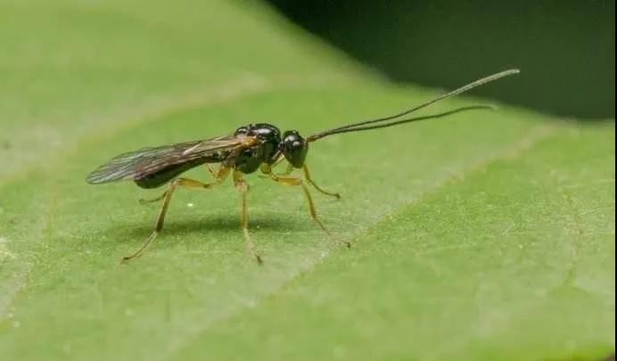 地球上能无视核武器的十种生物, 第二种已冲向了宇宙！