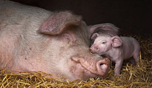 毒蛇：猪是蛇的克星？在人类眼里非常蠢笨的猪，为何不怕毒蛇？