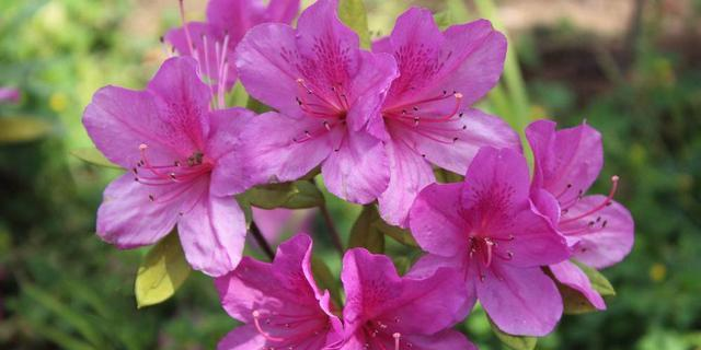 杜鹃花,喜欢酸性土壤,有什么养殖技巧