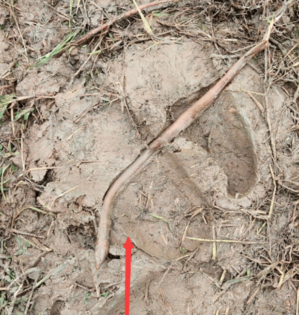 “本想放生你,结果被反咬一口,大哥的操作也太直接了吧!”