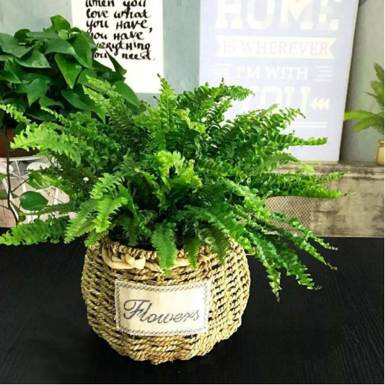 不会除醛没关系！教你三个小妙招，快速除醛不是梦！