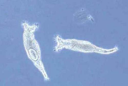 水熊虫跌落神坛,这种生物才是地球上真正的“死侍”
