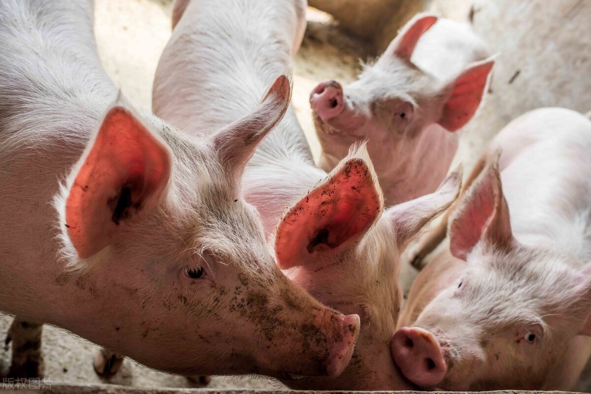 生猪价格|9月12日猪价：跌势再扩大，全国一片绿，生猪市场要“变天”？