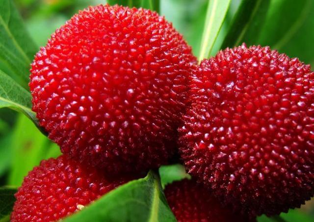 穿衣搭配|聪明的人喜欢吃3种食物，排毒养颜、美白护肤，早吃早好！