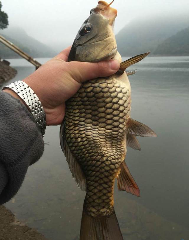 「三国志」最近热传的“双头鱼”，是变异形成的吗？