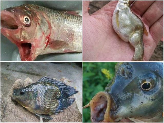 「三国志」最近热传的“双头鱼”，是变异形成的吗？