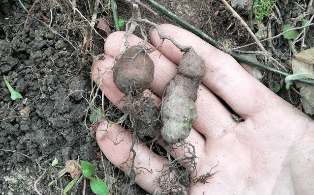 它是"跌打损伤"的良药, 请您记住外貌, 人称"石老鼠"