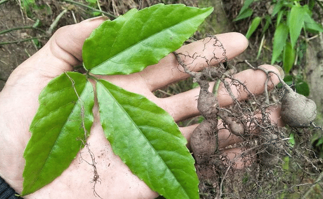 它是"跌打损伤"的良药, 请您记住外貌, 人称"石老鼠"