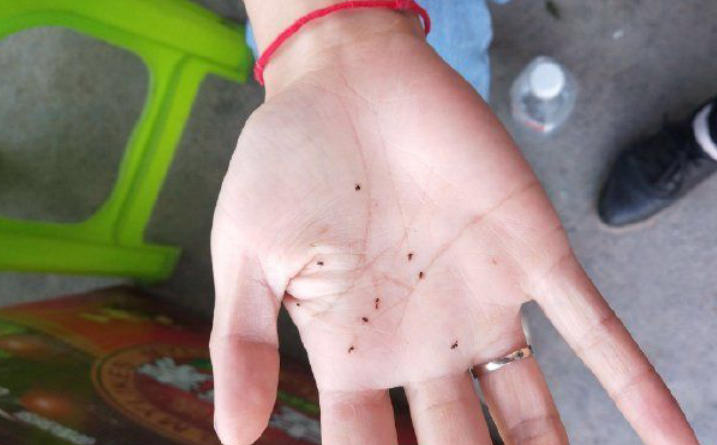  “逗了一会狗身上就出现黑点，这是啥玩意？”心态要崩了...