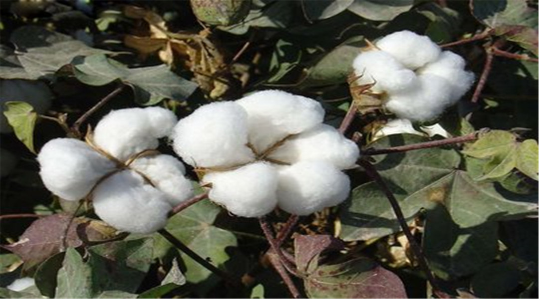 棉花|美颁新规:禁用东方棉花制品,全球供应链遭破坏?