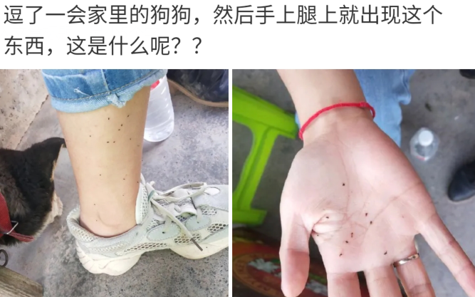  “逗了一会狗身上就出现黑点，这是啥玩意？”心态要崩了...