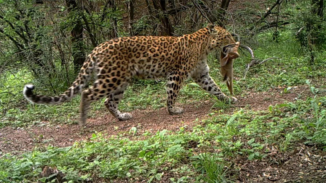 猞猁|这野兽真可怜！常被黄鼬咬断脖子，豹叼它喂幼崽，猞猁靠它过日子