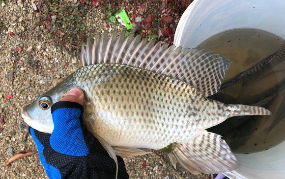 鲫鱼|珠江钓鱼，拉起一条“人腿”？男子：这辈子都不去那里钓鱼了