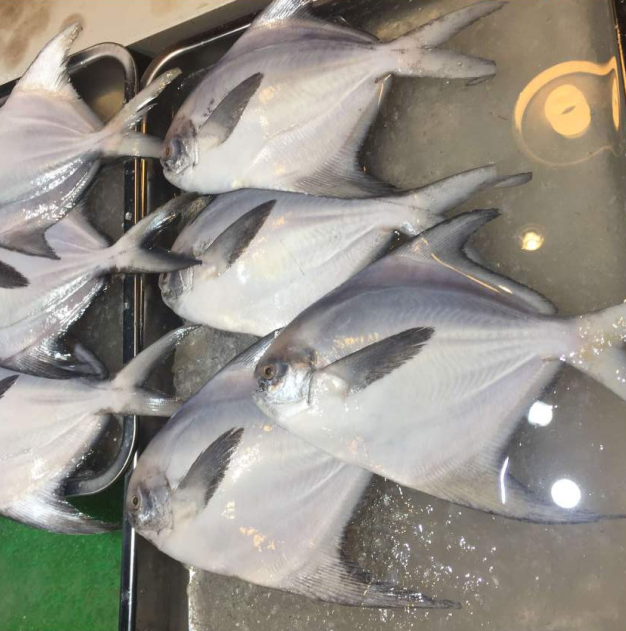 『秋刀鱼』?会吃鱼的人,专买这5种鱼!营养高还不贵,关键都是野生的,好吃