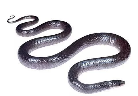 百毒不侵，专吃毒蛇的蛇，还没有几个人见过它的真容