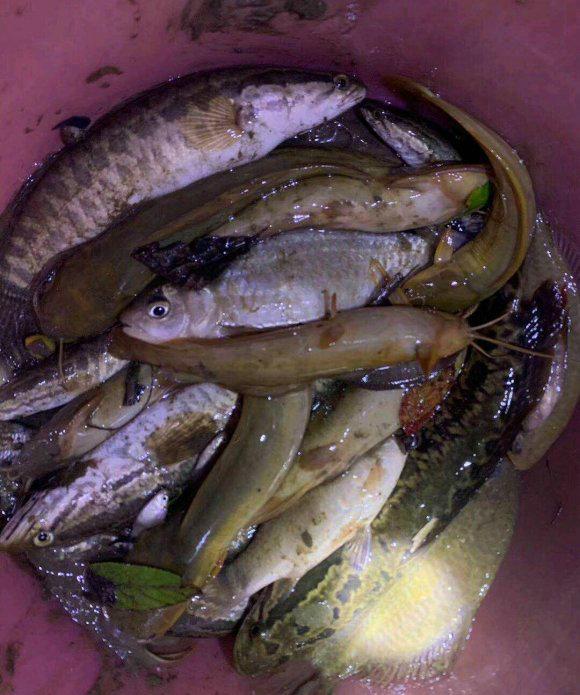 |男子钓鱼连续钓起两把“枪”来,网友:水下到底有多少把?