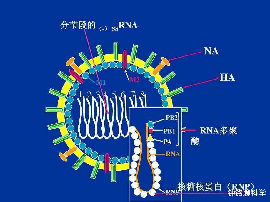 毒王蝙蝠，随身携带100多种病毒却不发作。原来它一直在“发烧”