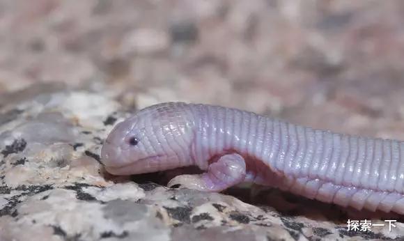 『干旱』存在于阿尔卑斯山的神秘生物, 是传说还是未被发现