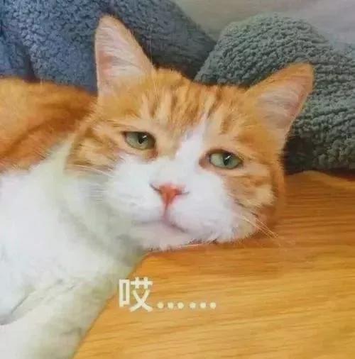 侯佩岑|周杰伦侯佩岑分手的内幕竟然是这？！难怪昆凌至今都耿耿于怀…