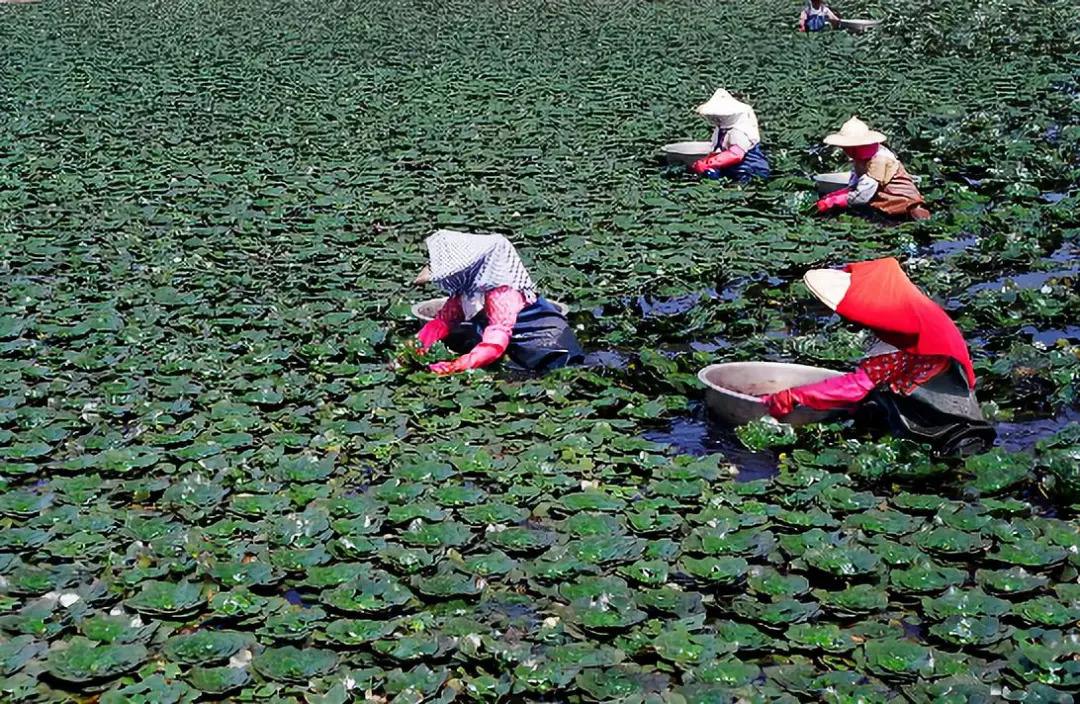 印度“偷”走我国植物，从备受欢迎到泛滥成灾，如今想出口我国