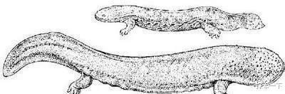 『干旱』存在于阿尔卑斯山的神秘生物, 是传说还是未被发现