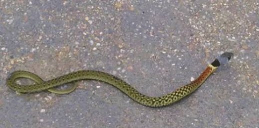 毒蛇：猪是蛇的克星？在人类眼里非常蠢笨的猪，为何不怕毒蛇？