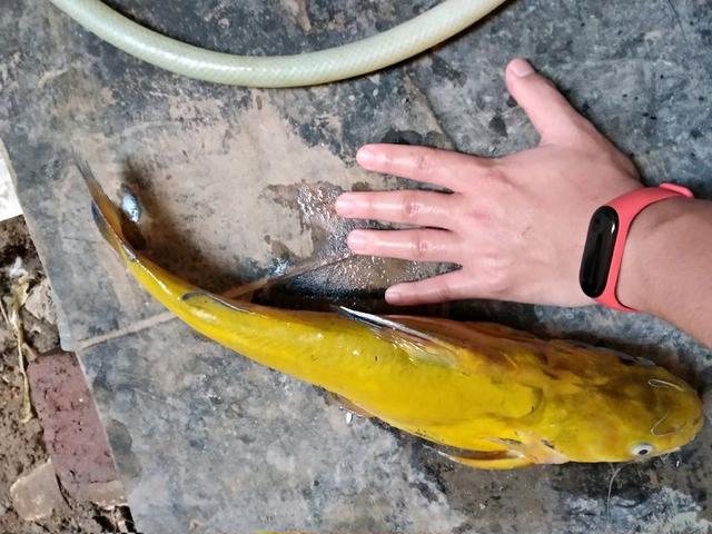 郴州|郴州钓鱼人湘江钓起“老黄辣丁”,重1.2斤,近年来罕见