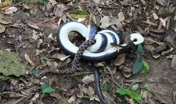 百毒不侵，专吃毒蛇的蛇，还没有几个人见过它的真容