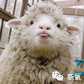 阿朵|自曝要同时交4个男朋友才满足的阿朵，太猛了