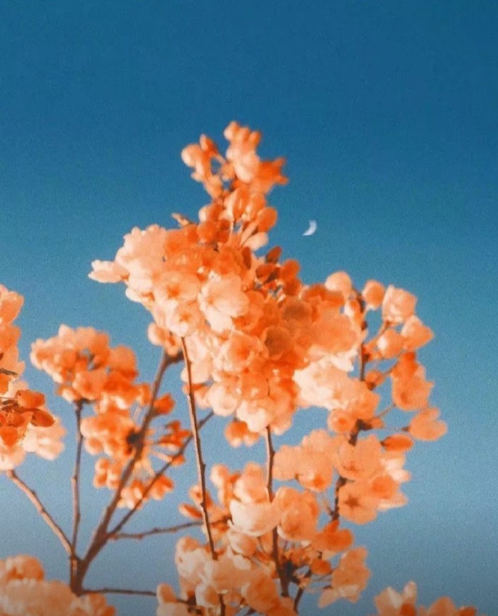 【生肖】花心但从不滥情的4大星座，于茫茫人海中，寻找唯一之灵魂伴侣