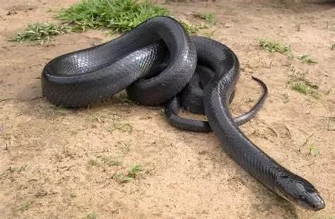 百毒不侵，专吃毒蛇的蛇，还没有几个人见过它的真容